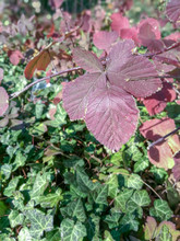 A Branch Of A Maroon Bush On A Background Of Green Ivy Leaves In The Sunlight