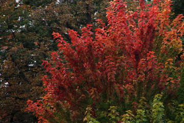 Wall Mural - Autumn colors in an urban park