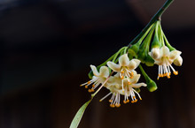 White Silk Cotton Tree, Ceiba, Kapok, Java Cotton (scientific Name: Ceiba Pentandra)flowers Bloom On The Tree On Black Background. 