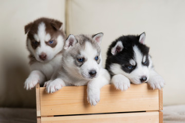 Husky puppies, two months old