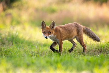 Wall Mural - Playful red fox, vulpes vulpes, cub hunting on a green hay field in summer nature. Wild mammal with orange fur and big ears walking slowly with legs in air and facing camera.