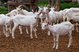 Fototapeta Zwierzęta - Goats on the farm