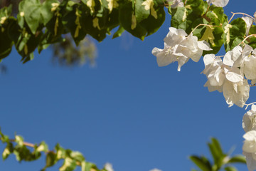  Bougainvillea branches with white flowers against a blue sky, creating a natural frame. Close up of blooming white bougainvillaea.