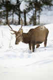 Fototapeta  - Hungry red deer, cervus elaphus, stag looking for food with head down while standing in deep snow in winter forest. Wild animal in Carpathians mountains, Slovakia, Europe.