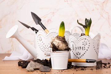 Wall Mural - Fresh spring plants and tools for plants Care