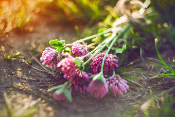 A small bouquet of blooming pink clover flowers lies on the ground among the grass,  forgotten, and illuminated by the bright light of the sun on a summer day.