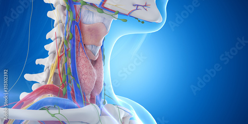 Fotomural 3d rendered medically accurate illustration of the throat anatomy