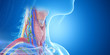 3d rendered medically accurate illustration of the throat anatomy