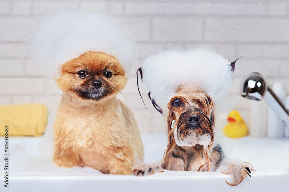 Pomeranian and yorkshire terrier having foam bath - obrazy, fototapety, plakaty 