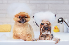 Pomeranian And Yorkshire Terrier Having Foam Bath