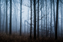 Ethereal Winter Forest Trees Shrouded In Fog, Naestved, Denmark