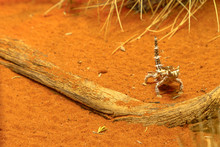 Front View Of Thorny Devil, Moloch Horridus, On Red Sand In Desert Park At Alice Springs, Northern Territory, Central Australia. Insectivorous, They Feed On Small Ants.