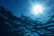 © Martin Barraud/Caia Image - Sun shining over blue ocean, Vava'u, Tonga, Pacific Ocean