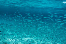 School Of Fish Swimming Underwater In Blue Ocean, Vava'u, Tonga, Pacific Ocean