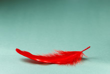 Single Red Feather On Mint Green Background