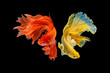 The moving moment beautiful of yellow and red half moon siamese betta fish or dumbo betta splendens fighting fish in thailand on isolated black background. Thailand called Pla-kad or big ear fish.