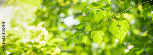 Fotomural Close up of nature view green leaf on blurred greenery background under sunlight with bokeh and copy space using as background natural plants landscape, ecology cover concept