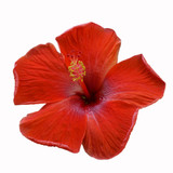 Fototapeta Dmuchawce - Red Hibiscus on white background with path
