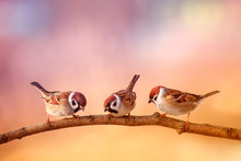 Three Small Funny Birds Sit On A Branch In A Sunny Spring Garden
