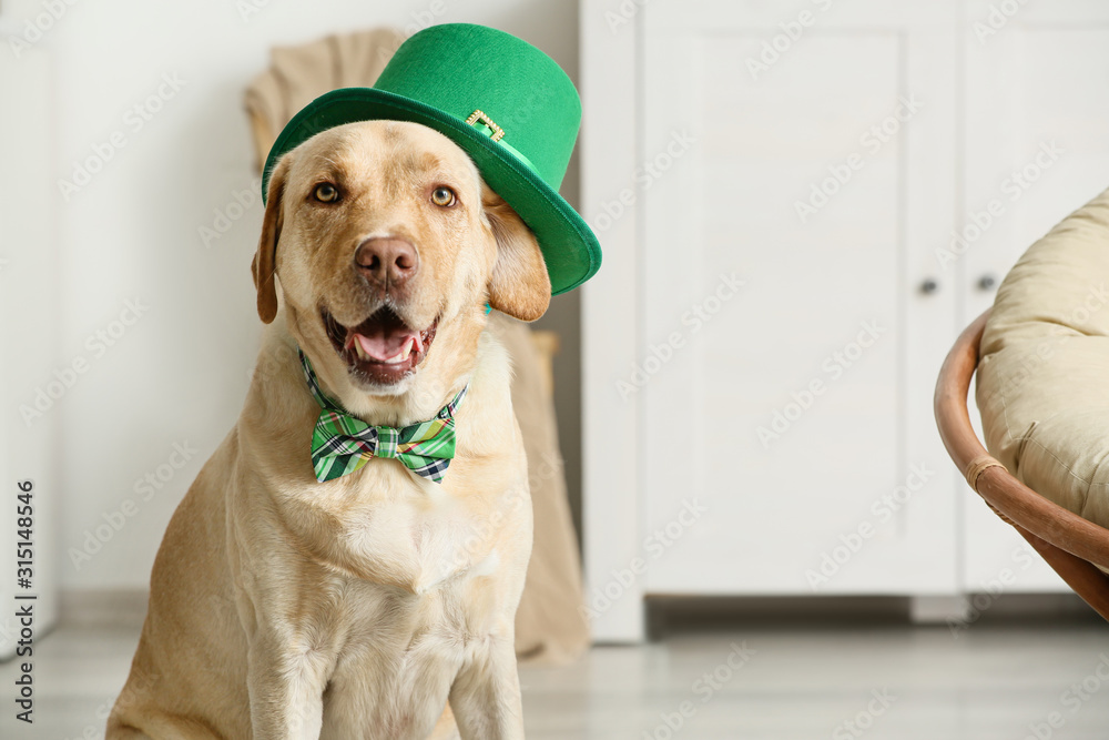 Cute dog with green hat at home. St. Patrick's Day celebration - obrazy, fototapety, plakaty 