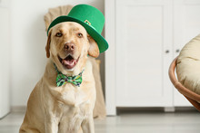 Cute Dog With Green Hat At Home. St. Patrick's Day Celebration