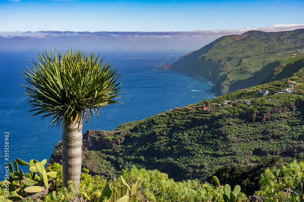 Kanarische Inseln, La Palma: Wanderung am Barranco Fagundo im Norden -  spektakulre Aussicht mit Drachenbaum Stock-bilde | Adobe Stock