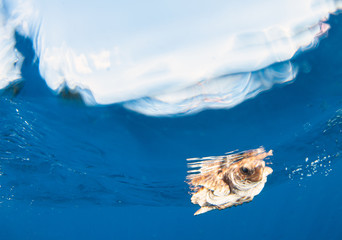 Wall Mural - Sea Turtle release at the Bahamas