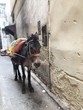 Marokko Pferd