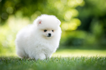  White pomeranian baby posing outside in beautiful green background. 