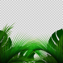 Exotic Plants Isolated On Transparent Background. Palm Leaves. Green Leaf Of Palm Tree.