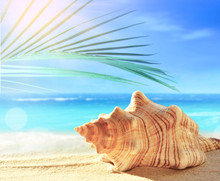 Summer Beach With Seashell In White Sand And Tropical Palm Leaf.