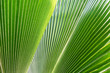 © IrynaV - Striped of palm leaf. Abstract green texture.