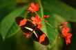 Heliconius erato or red postman butterfly feeding nectar from a red flower
