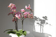 A beautiful and colorful indoor orchid plant in a white vase illuminated by a soft natural view from a window