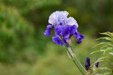 Purple Bearded Iris Flowers