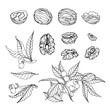 set of walnut branches, nuts in shell, kernels, element of decorative ornament or pattern, vector illustration with black contour lines isolated on white background in doodle and hand drawn style