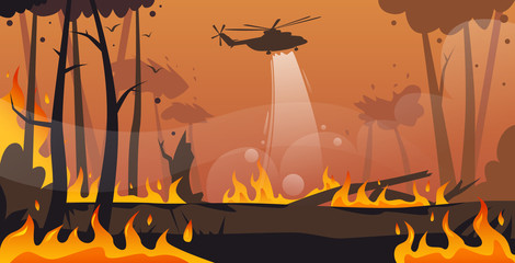 helicopter extinguishes dangerous wildfire in australia fighting bushfire dry woods burning trees firefighting natural disaster concept intense orange flames horizontal vector illustration