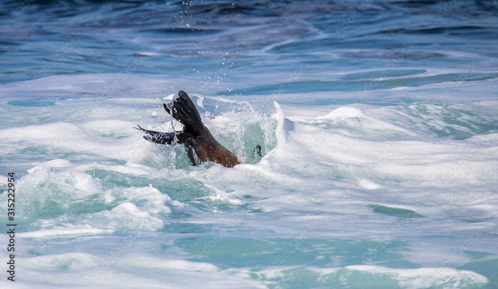 elephant seal in harbor