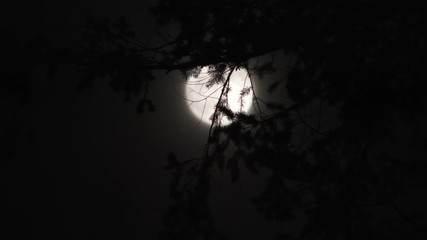 Wall Mural - moon shines behind fir tree branches at night