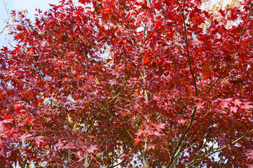Wall Mural - Red foliage of a Japanese Maple tree in the fall