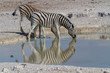 Steppenzebras an einem Wasserloch im Etosha Nationalpark
