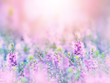Abstract floral backdrop of purple flowers field with soft style.