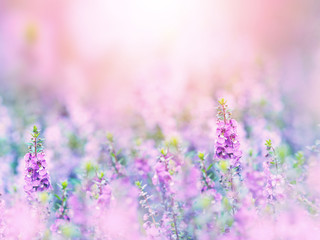 Wall Mural - abstract floral backdrop of purple flowers field with soft style.