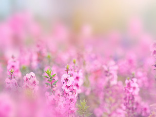 Wall Mural - Abstract floral backdrop of pink flowers field with soft style.