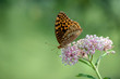 © Picunique - A milkweed flower attracts a great spangled fritillary butterfly where pollination takes place in the course of nature. Beautiful bokeh background.