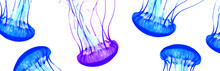Blue Jellyfish Isolated On White Background