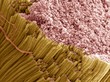 © Science RF - Tendon, SEM
