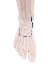 Human Foot Anatomy, Illustration
