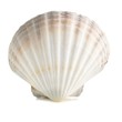 © Science RF - Scallop shell