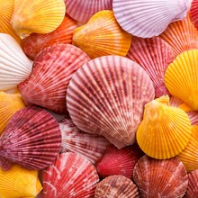 Colourful Scallop Shells